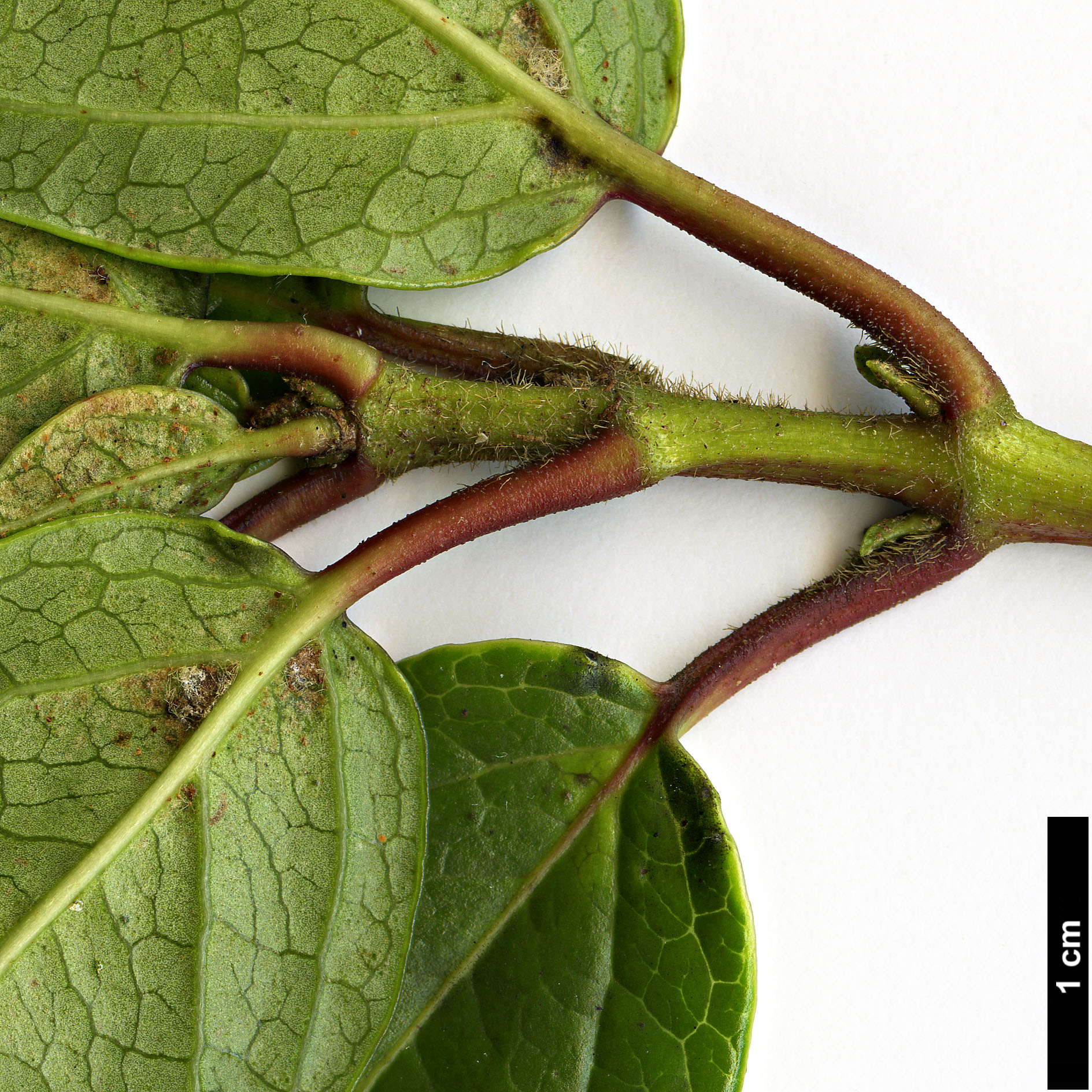 High resolution image: Family: Adoxaceae - Genus: Viburnum - Taxon: treleasei